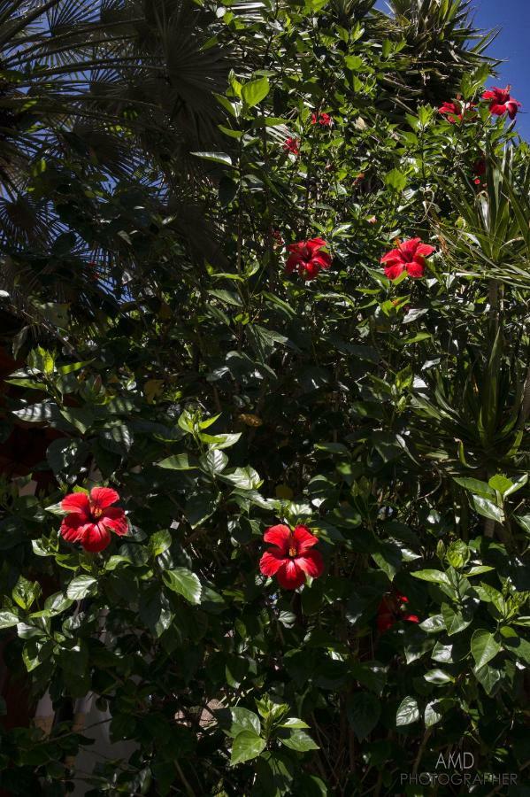 Los Flamingos Bed & Breakfast La Maddalena  Exterior photo